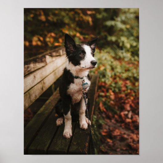 Poster Collie frontalière noire et blanche sur le banc du (Devant)