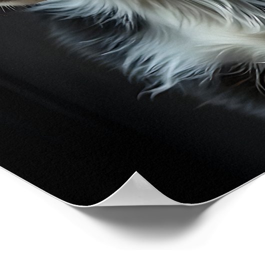 Poster Collie frontière mignonne (Coin)