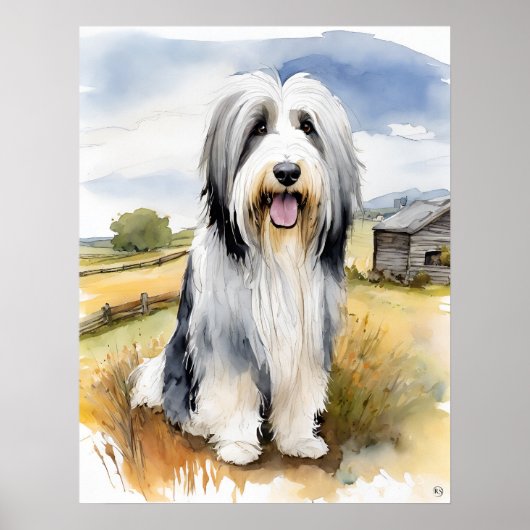 Poster Collie hérissée - Art Chien Imprimer (Devant)