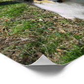 POSTER COLLIE PUPPY (Coin)