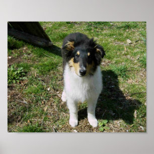POSTER COLLIE PUPPY