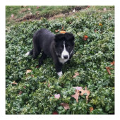 Poster Collie Puppy (Devant)