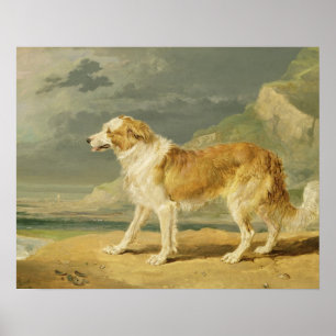 Poster Collie rough coated, 1809 (oil on board)