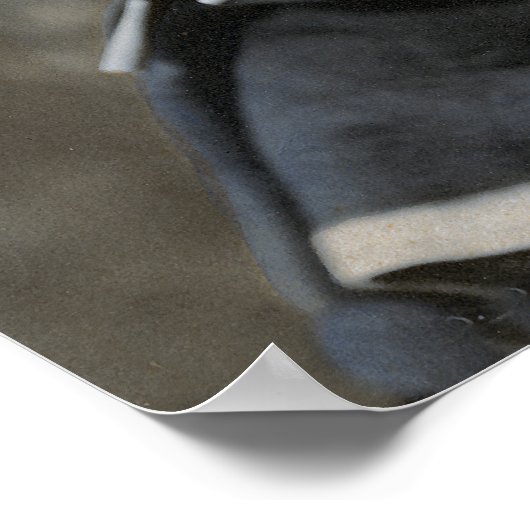 Poster Collier d'os, chef du conseil 1899 (Coin)