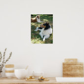 Poster Collies Au Repos -Poster (Cuisine)