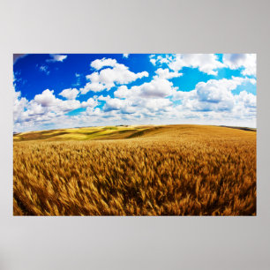 Poster Collines à rouleaux de blé mûr