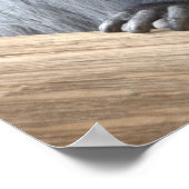 Poster Colobus polykomos (Coin)