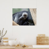 Poster Colobus polykomos (Cuisine)