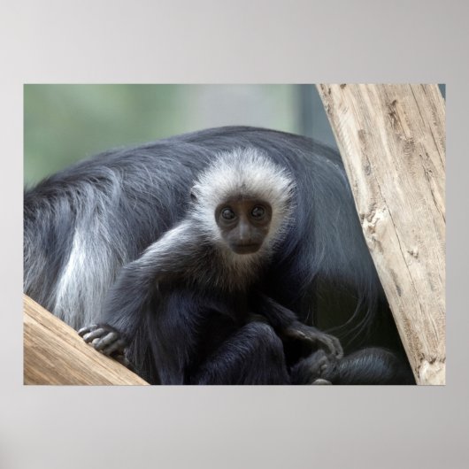 Poster Colobus polykomos (Devant)