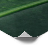 Poster Colocasia feuille esculenta (Coin)