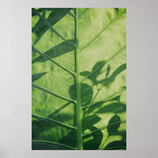 Poster Colocasia feuille esculenta (Devant)