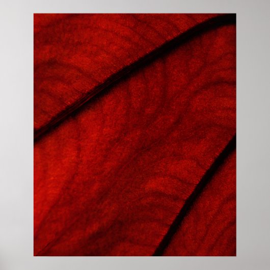 Poster Colocasie rouge et noire Abstraite (Devant)