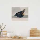 Poster colombe (Cuisine)