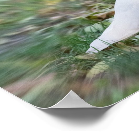 Poster Colombe blanche (Coin)