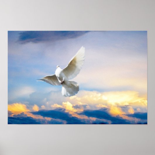 Poster colombe blanche en vol (Devant)
