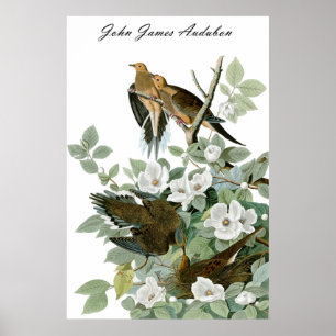 Poster Colombe de deuil 1 de pigeon de John James Audubon
