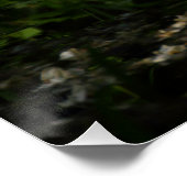 Poster colombe européenne (Coin)