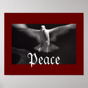 Poster colombe pacifique