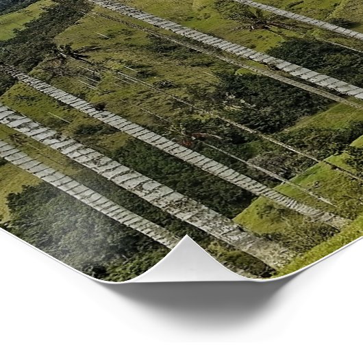 Poster Colombie - El Bosque de Palmas, (Coin)