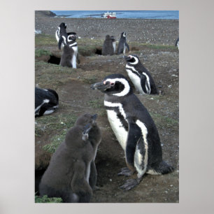 Poster Colonie des pingouins de l'île de Magdalena