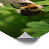 Poster Colonne Blanche Fleur Et Abeille Bumble (Coin)