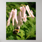 Poster Colonne Blanche Fleur Et Abeille Bumble (Devant)