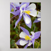 Poster Colonne pleine image (Devant)