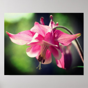 Poster Colonne rose - Fleur