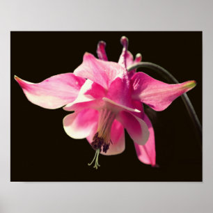 Poster Colonne rose - Fleur