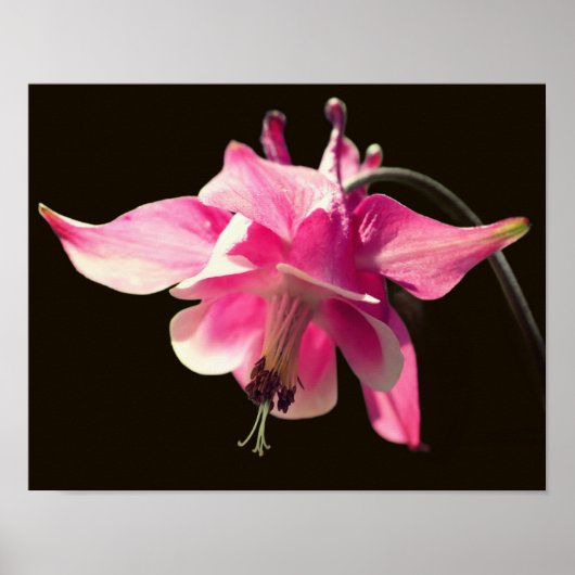 Poster Colonne rose - Fleur (Devant)
