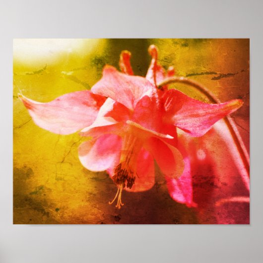 Poster Colonne rose Fleur Gros plan (Devant)