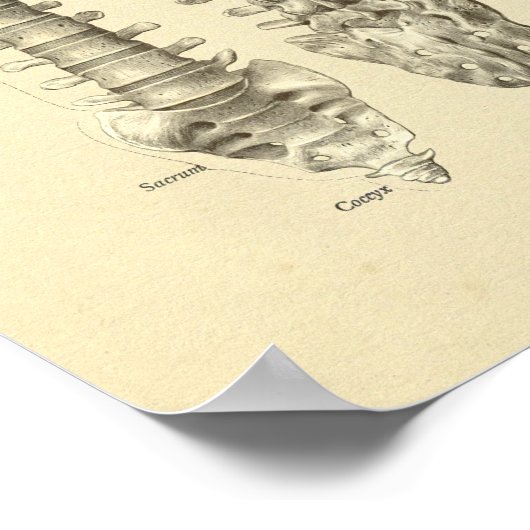 Poster Colonne vertébrale Anatomie des os Imprimer (Coin)