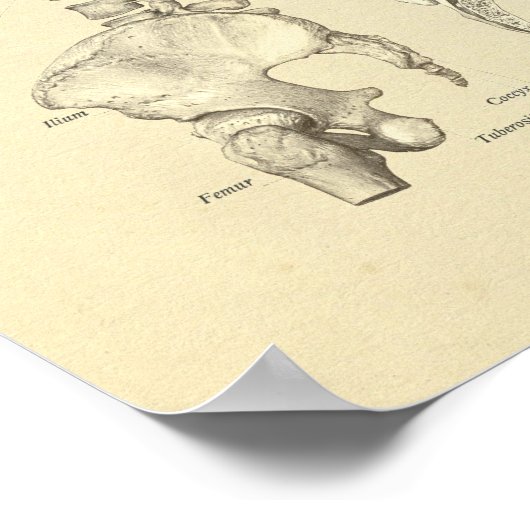 Poster Colonne vertébrale Anatomie des os Imprimer (Coin)