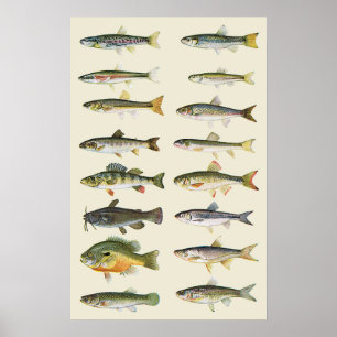 Poster Colonnes des poissons