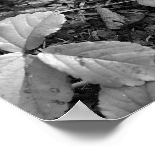 Poster Color Pop Red Leaf (Coin)