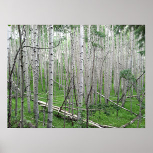 Poster Colorado Aspen
