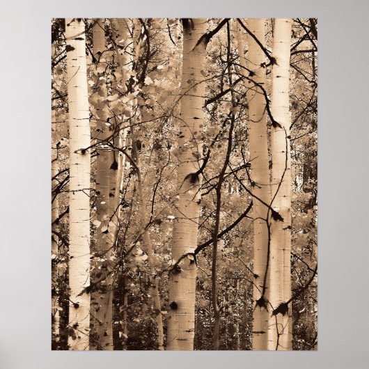 Poster Colorado Aspens (Devant)