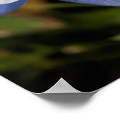 Poster Colorado Blue Columbine near telluride (Coin)