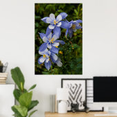 Poster Colorado Blue Columbine near telluride (Bureau à domicile)