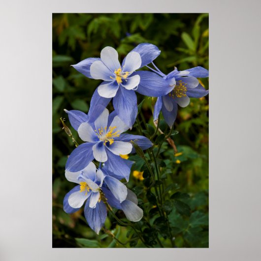 Poster Colorado Blue Columbine near telluride (Devant)