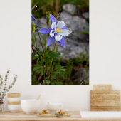 Poster Colorado Columbine (Cuisine)