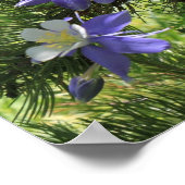 Poster Colorado Columbine (Coin)