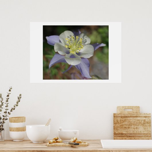 Poster Colorado Columbine (Cuisine)