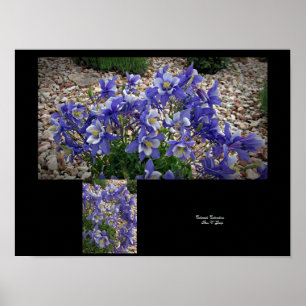 Poster Colorado Columbine Bloom sourit Wall Art par Stan