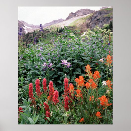 Poster Colorado, Forêt nationale de Uncompahgre (Devant)