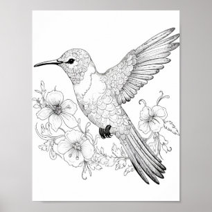 Poster Coloration adulte de colibri