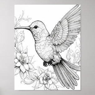 Poster Coloration adulte de colibri