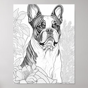 Poster Coloration pour adultes Boston Terrier
