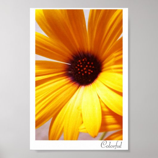 Poster Coloré (Devant)