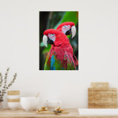 Poster coloré de perroquets de macaw (Cuisine)